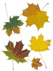 maple mjlticolor leaves isolated on white