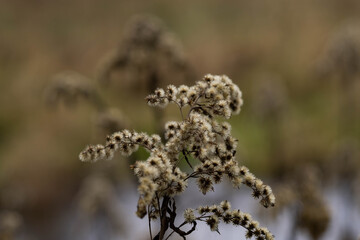dry plant in the park in winter