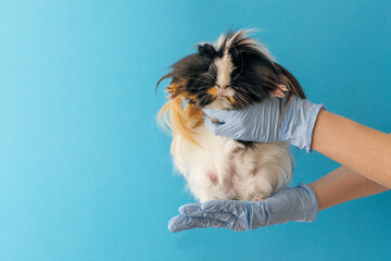 The veterinarian doctor holds a guinea pig in his hands.