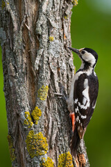Syrische Bonte Specht, Syrian Woodpecker, Dendrocopos syriacus