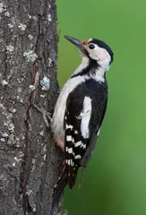 Foto op Aluminium Syrische Bonte Specht, Syrian Woodpecker, Dendrocopos syriacus © AGAMI