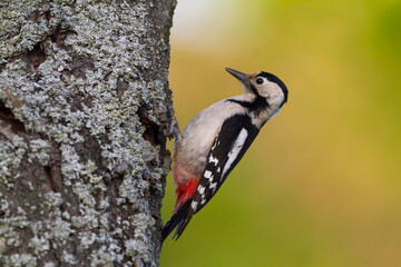 Syrische Bonte Specht, Syrian Woodpecker, Dendrocopos syriacus