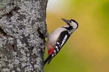 Fotobehang Syrische Bonte Specht, Syrian Woodpecker, Dendrocopos syriacus © AGAMI