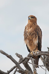 Tawny Eagle, Aquila rapax