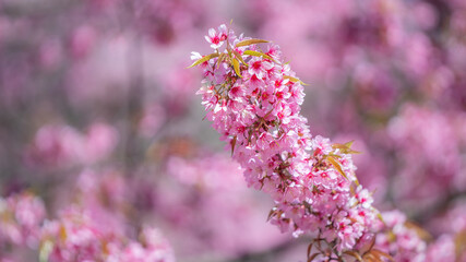 Obraz na płótnie Canvas Pink Flower Blossom