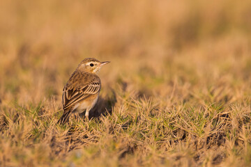 Duinpieper, Tawny Pipit, Anthus campestris