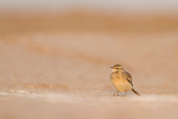 Duinpieper, Tawny Pipit, Anthus campestris