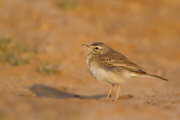 Duinpieper, Tawny Pipit, Anthus campestris