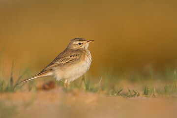 Duinpieper, Tawny Pipit, Anthus campestris