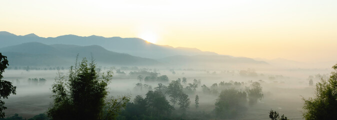 The beautiful panorama landscape of the tree in the rice fields, The sun's rays through at the top...