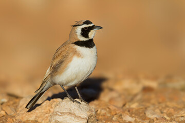 Temmincks Strandleeuwerik, Temminck's Lark, Eremophila bilopha