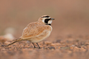 Temmincks Strandleeuwerik, Temminck's Lark, Eremophila bilopha