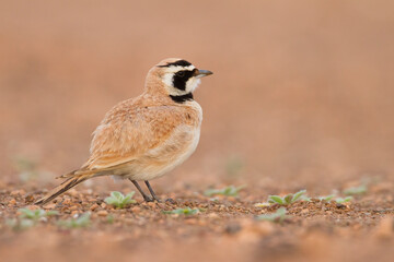 Temmincks Strandleeuwerik, Temminck's Lark, Eremophila bilopha
