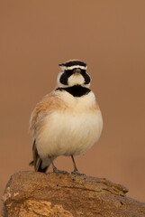 Temmincks Strandleeuwerik, Temminck's Lark, Eremophila bilopha