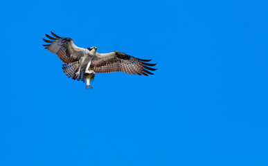 Obraz premium OSPREY - AGUILA PESCADORA (Pandion haliaetus) also called sea hawk, river hawk, and fish hawk, Florida, Usa, América