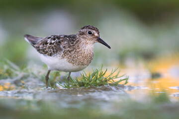 Temmincks Strandloper, Temminck's Stint, Calidris temminckii