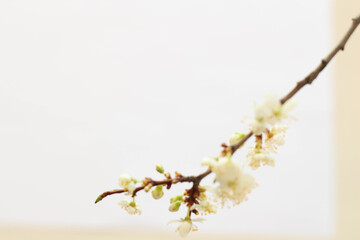 Branch in blossom isolated on white background. Plum. Gift card idea. Spring. Mather day