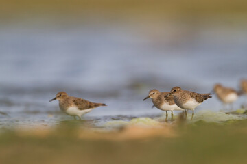 Temmincks Strandloper, Temminck's Stint, Calidris temminckii