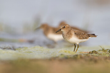 Temmincks Strandloper, Temminck's Stint, Calidris temminckii