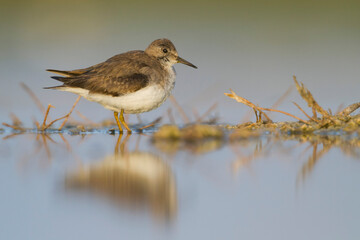 Temmincks Strandloper, Temminck's Stint, Calidris temminckii