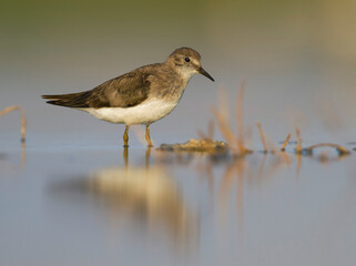 Temmincks Strandloper, Temminck's Stint, Calidris temminckii