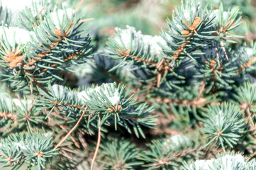 Naklejka na ściany i meble A branch of a blue spruce with snow on a blurred background. Snowy fir branch in winter. Christmas and winter concept.