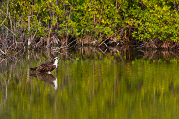 OSPREY - AGUILA PESCADORA (Pandion haliaetus) also called sea hawk, river hawk, and fish hawk, Florida, Usa, América