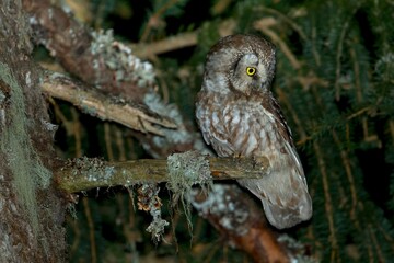 Ruigpootuil, Tengalm's Owl, Aegolius funereus