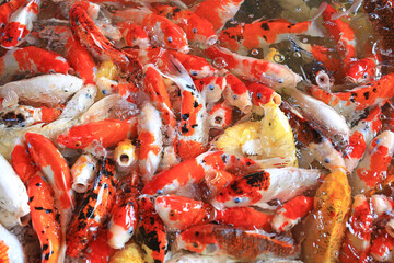 Many Koi fish swimming in the pool waiting for feeding.