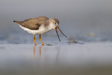 Terekruiter, Terek Sandpiper, Xenus cinereus