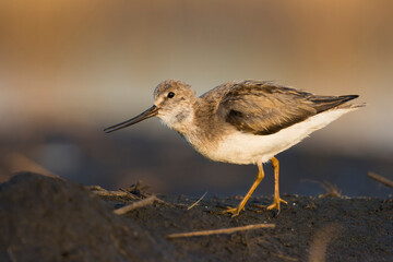 Terekruiter, Terek Sandpiper, Xenus cinereus