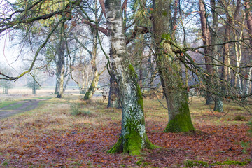 Fototapeta premium winter forest - Brachter Wald in Germany
