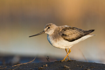 Terekruiter, Terek Sandpiper, Xenus cinereus