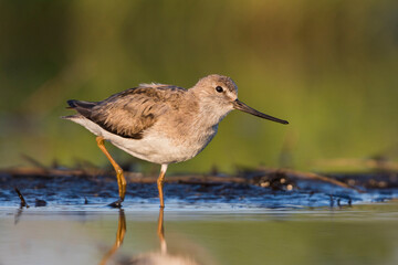 Terekruiter, Terek Sandpiper, Xenus cinereus