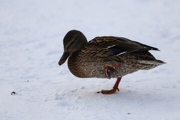 gray ducks on white snow. close-up. winter