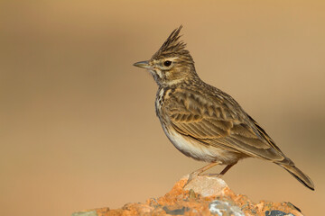 Theklaleeuwerik, Thekla Lark, Galeridae theklae theresae
