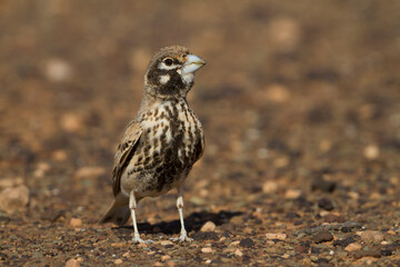 Diksnavelleeuwerik, Thick-billed Lark, Rhamphocory clotbey