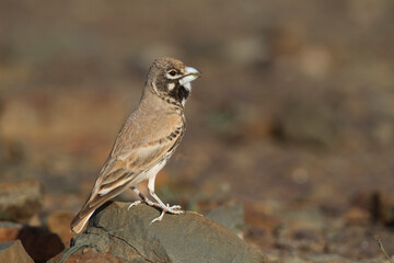 Diksnavelleeuwerik, Thick-billed Lark, Rhamphocory clotbey