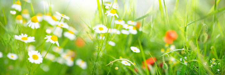 Fresh green spring meadow with white daisy flowers on sunny day. Horizontal blurred background with...