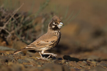 Diksnavelleeuwerik, Thick-billed Lark, Rhamphocory clotbey
