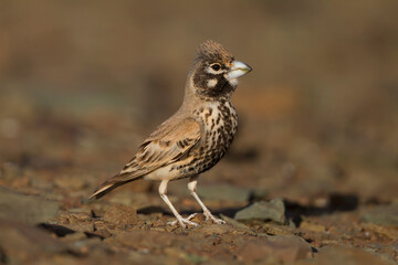 Diksnavelleeuwerik, Thick-billed Lark, Rhamphocory clotbey