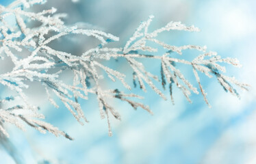 Snow covered grass on a blurred blue background in winter. A sprig covered with white frost on the field. Christmas and winter concept. copy space.