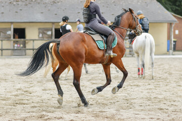 Horsewoman training on the brown hors at the court