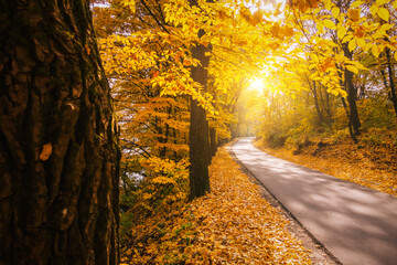 Picturesque view of the autumn road through the forest with sunlight.