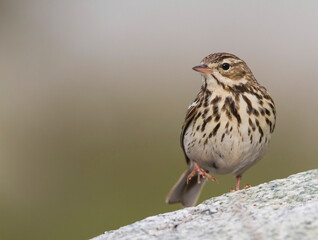 Boompieper, Tree Pipit, Anthus trivialis