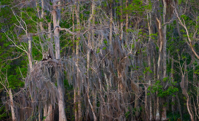 OSPREY - AGUILA PESCADORA (Pandion haliaetus) also called sea hawk, river hawk, and fish hawk, Florida, Usa, América