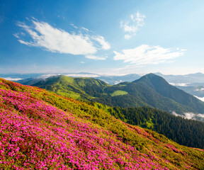 Plakat Pink rhododendron flowers on a sunny day. Scenic image of the exotic place.