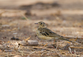Boompieper, Tree Pipit, Anthus trivialis