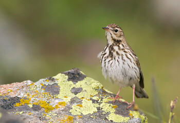 Boompieper, Tree Pipit, Anthus trivialis