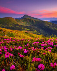 Fototapeta premium Perfect pink flowers rhododendrons at sunset.